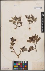 Foto von Salix caprea L.